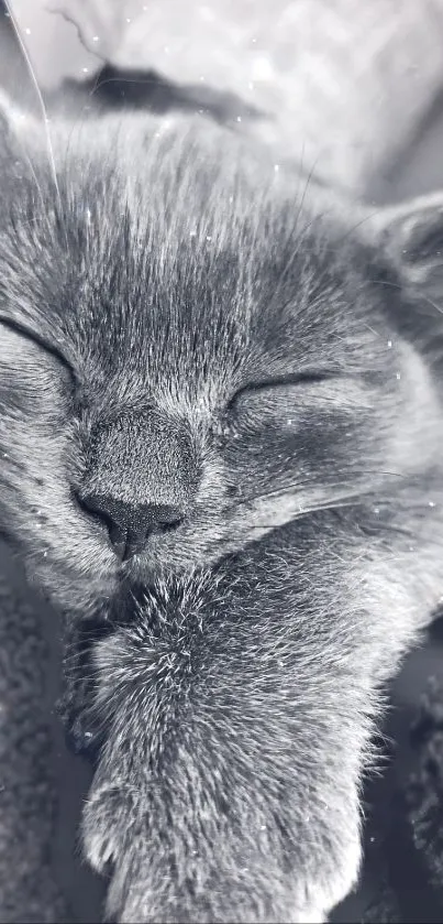 Gray cat peacefully sleeping in a cozy setting, perfect as a phone wallpaper.