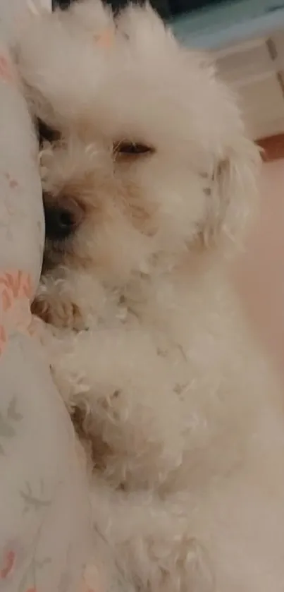 Fluffy white dog peacefully sleeping on a floral patterned pillow.