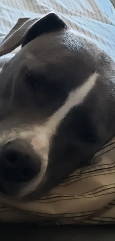 A cute dog peacefully sleeping on a striped pillow.