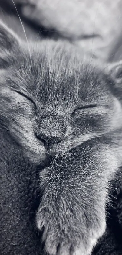 Grayscale image of a cozy sleeping kitten, perfect for a calm wallpaper.