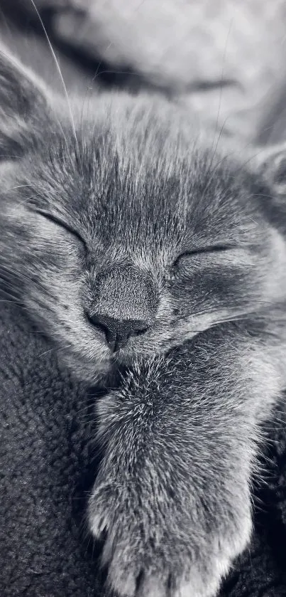 Close-up of a gray kitten sleeping peacefully.