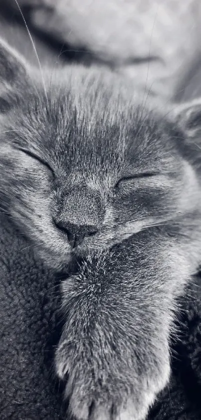 A gray kitten peacefully sleeping on a blanket, creating a cozy visual.