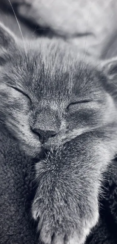 Adorable sleeping kitten on plush gray blanket.