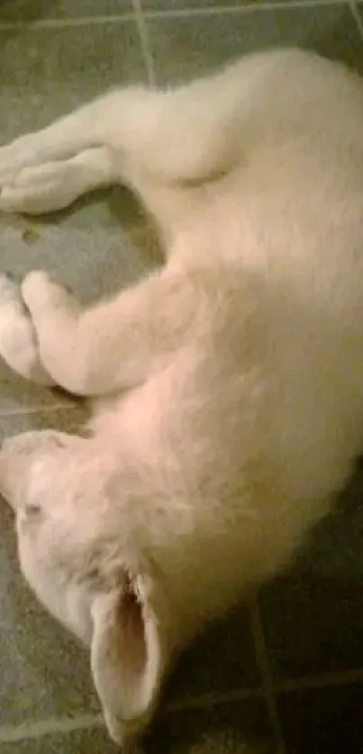 Adorable white puppy sleeping on a tiled floor.