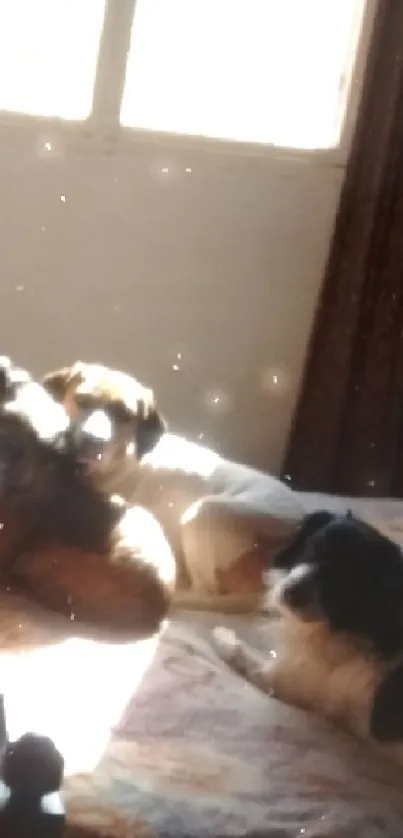 Three dogs basking in sunlight on a bed.