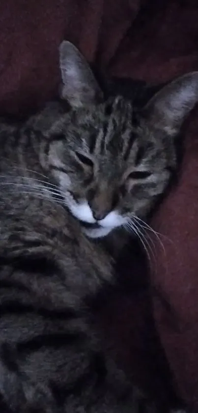 Relaxed tabby cat lounging on a soft brown background.