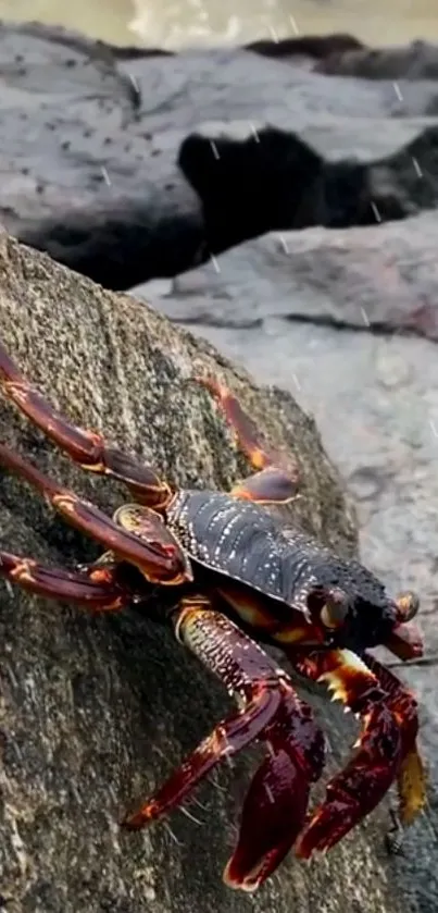 Crab perched on a wet rocky surface with rain falling around.