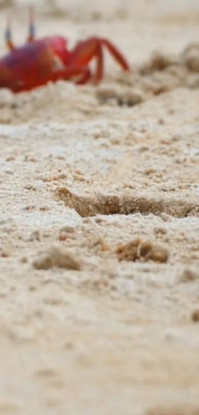 A vibrant crab on a sandy beach.