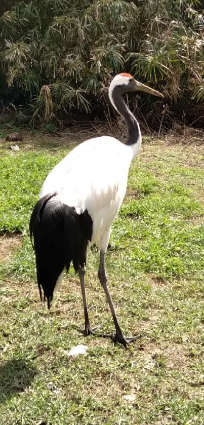 Elegant crane in a natural setting with greenery and earthy tones.