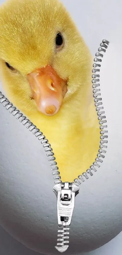 Cute duckling peeks from a zippered egg on a mobile wallpaper.