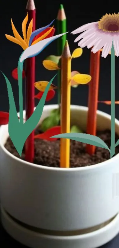 Pencil flowers in a white pot on a dark background.