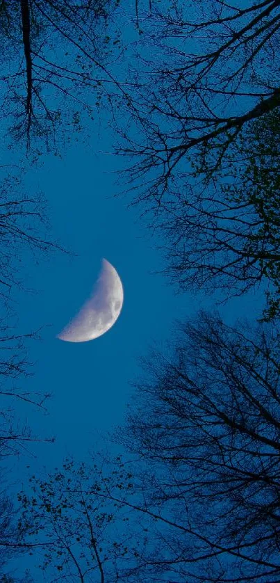 Crescent moon with forest trees under a dark blue night sky.