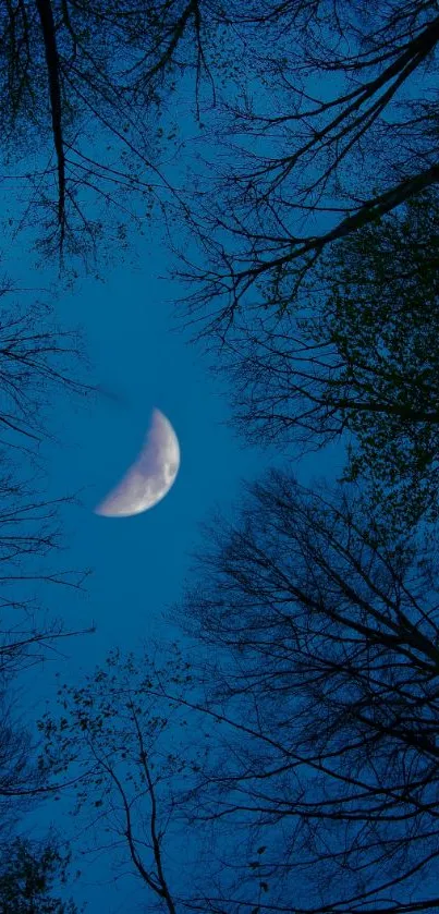 Crescent moon shining in a night sky framed by silhouetted tree branches.