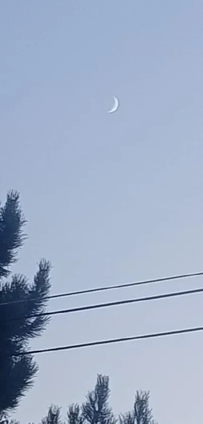 Crescent moon and tree silhouette against a light blue sky wallpaper.