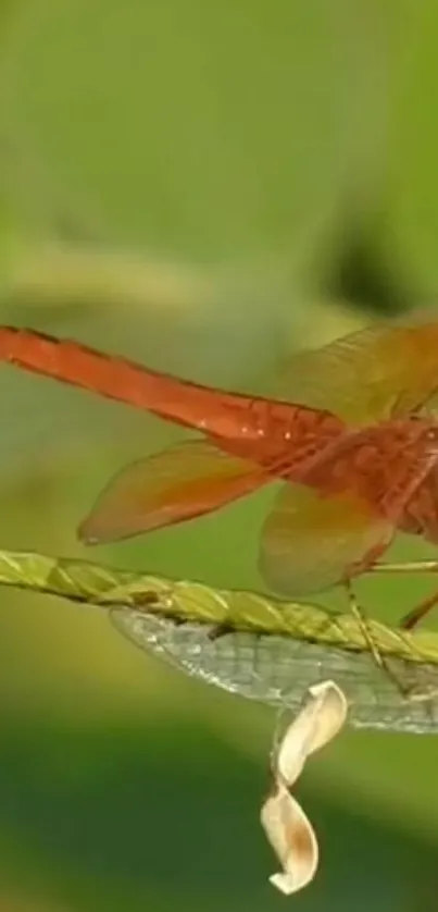 Crimson dragonfly perched on a green leaf.