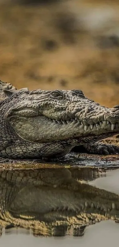 Crocodile resting by the riverbed reflecting on water.