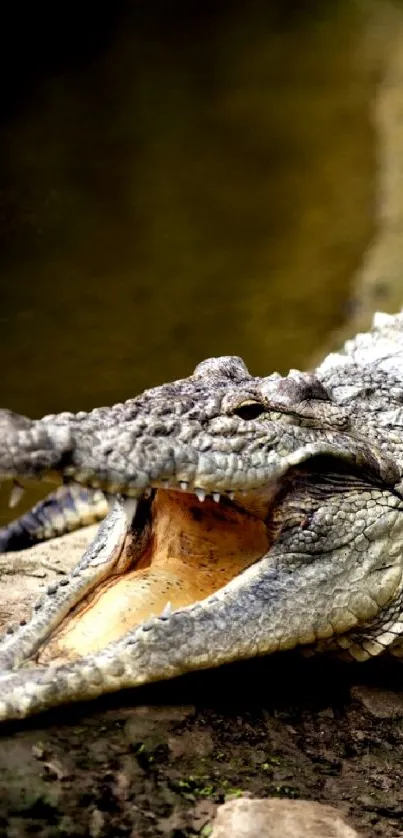 Close-up of a crocodile with open mouth on a riverbank. Perfect for nature wallpaper.