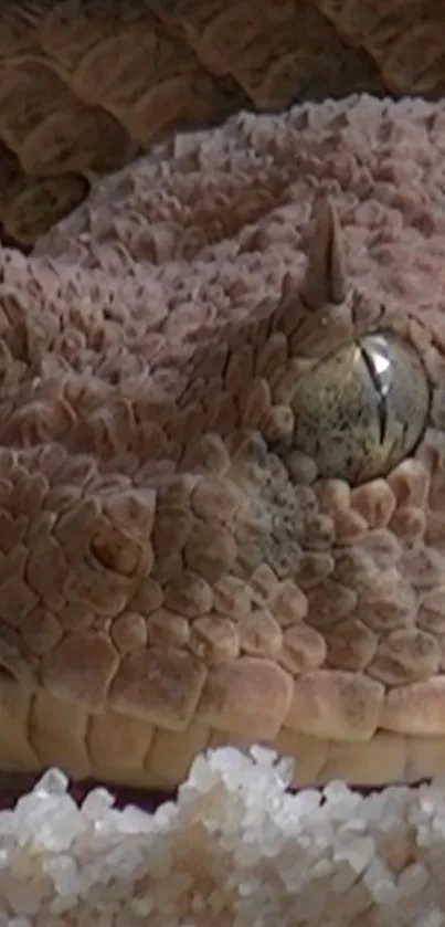 Close-up of a crocodile's eye in a textured brown landscape.