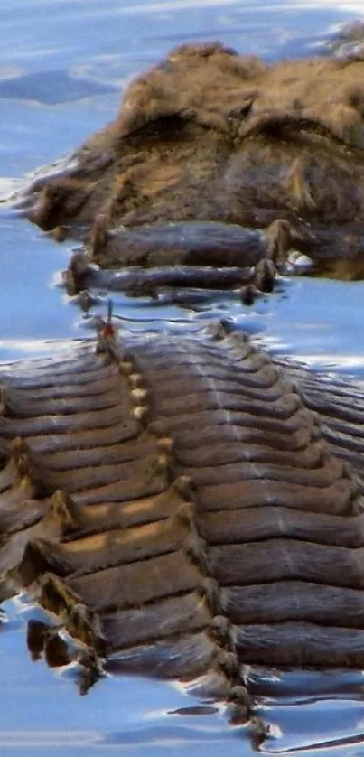 Crocodile submerged in water, creating a serene and natural mobile wallpaper.