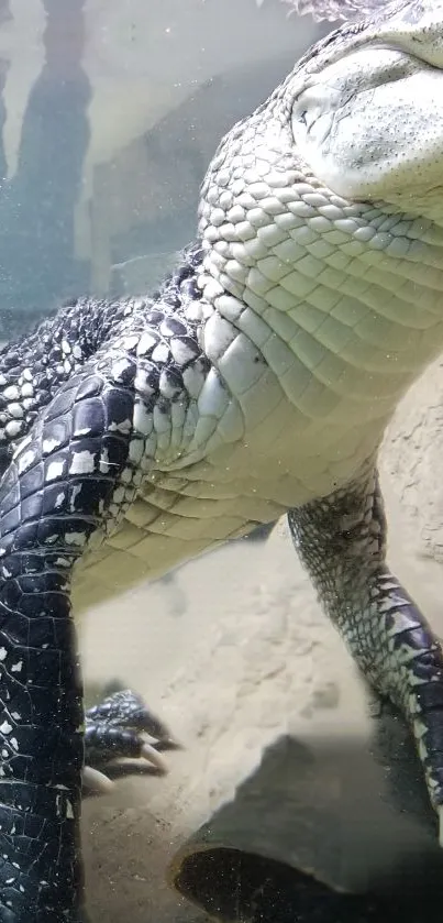 Crocodile underwater with visible scales in natural habitat.