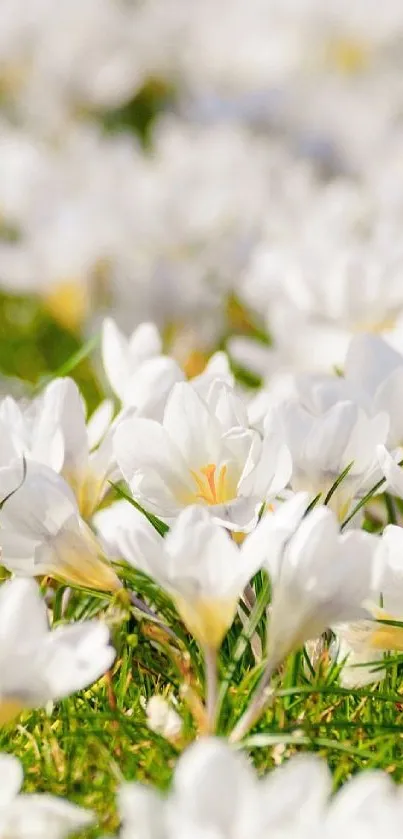 White crocus flowers bloom on lush green grass.