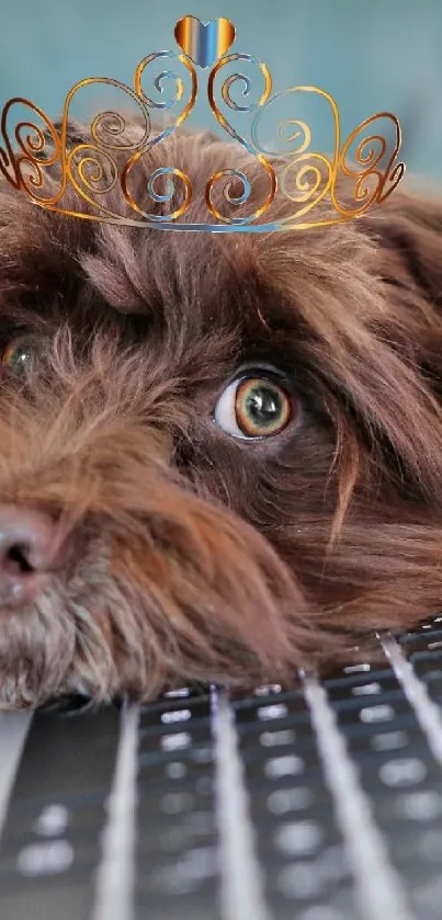 Adorable brown dog with crown on laptop keyboard.