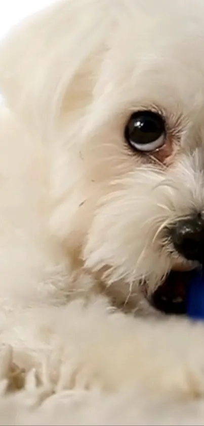 Cuddly white puppy playing with blue toy.