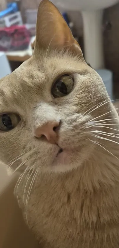 Curious beige cat close-up mobile wallpaper.