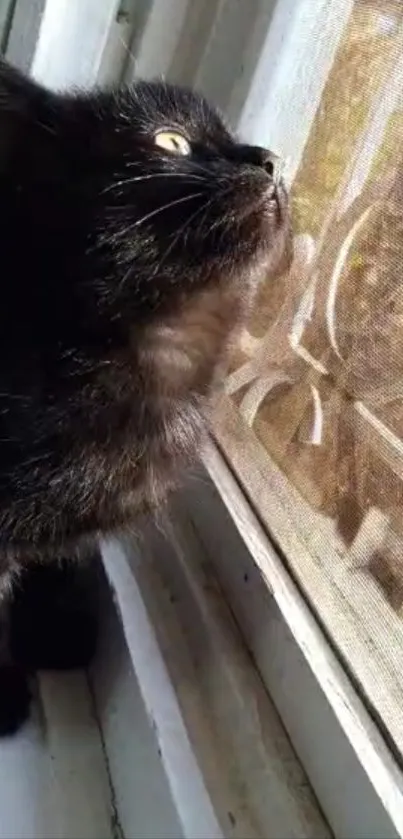 Curious black cat gazing out of a window.