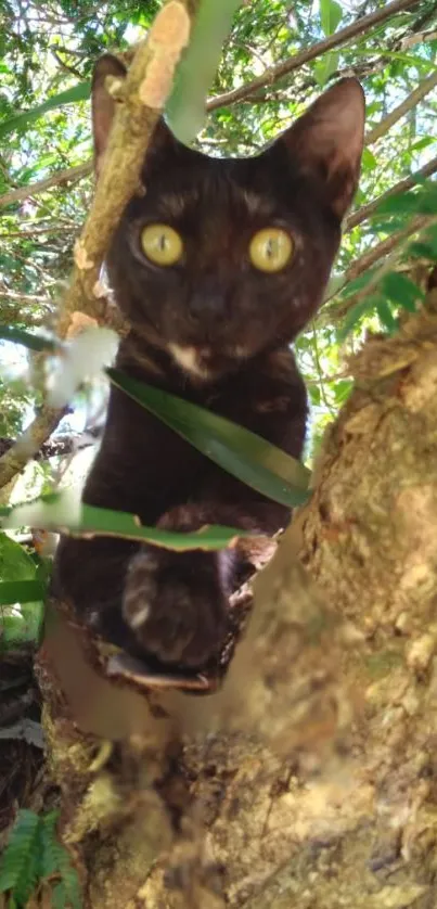 A black cat peeks through green leaves in nature, creating a serene wallpaper scene.