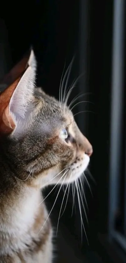 A curious cat gazing outside the window, medium close-up on textured fur.