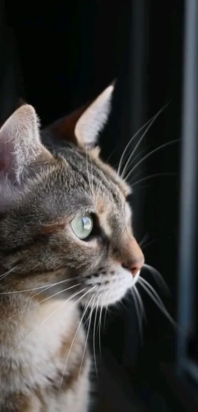 Curious cat gazing through window in serene wallpaper.