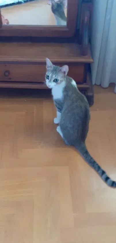 Cat looking at itself in a mirror on a wooden floor.