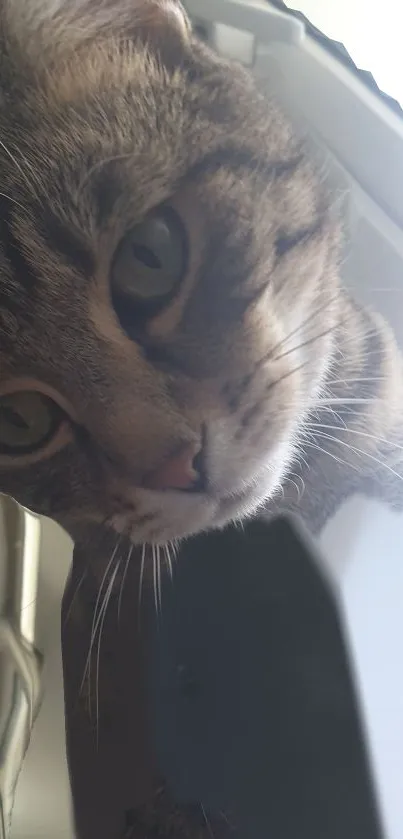 Curious tabby cat looking through a window.