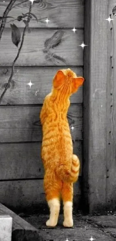 Orange cat stands against wooden fence in a monochrome setting.