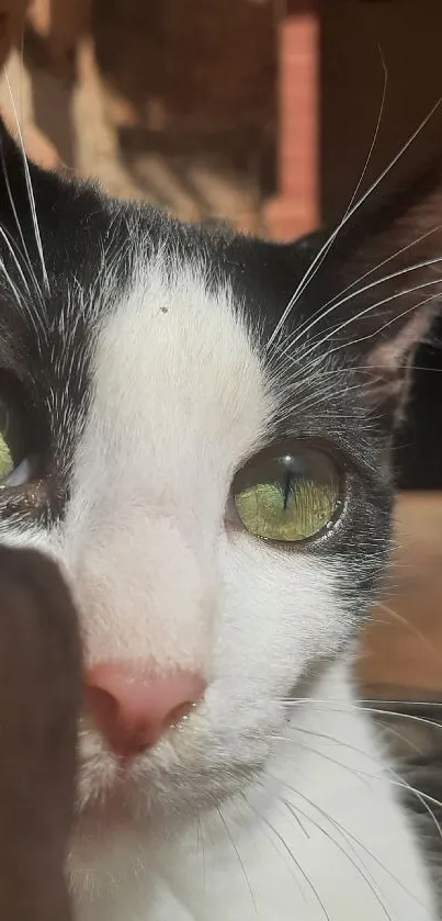 Close-up of a curious cat with striking green eyes in the sunlight.