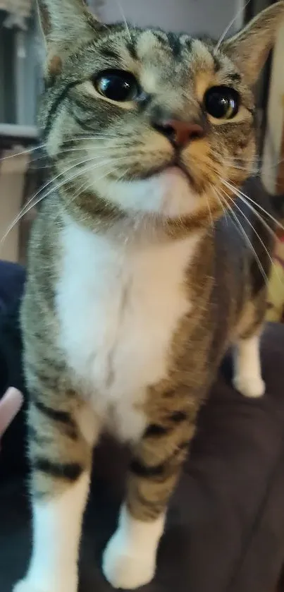 Close-up of a curious tabby cat indoors.