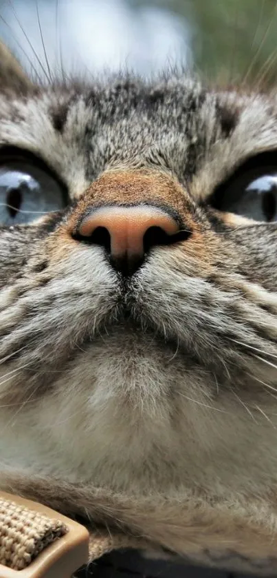 Close-up of a curious cat gazing upwards in a mobile wallpaper.