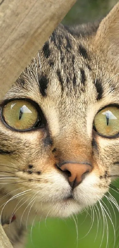 Close-up of a curious tabby cat with striking eyes in nature.