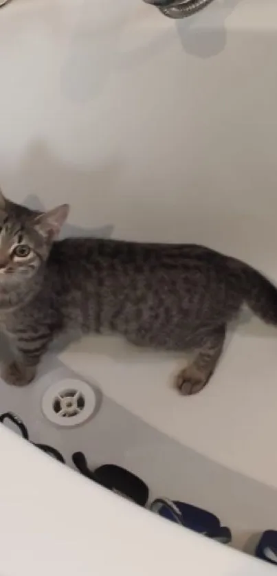 A curious cat standing inside a bathtub.