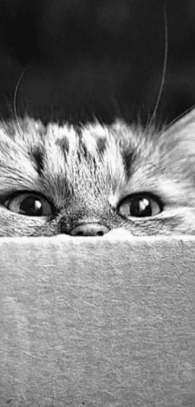 Curious cat peeking from a box in black and white.