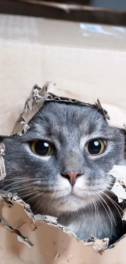 A curious grey cat peeks through a torn cardboard box.