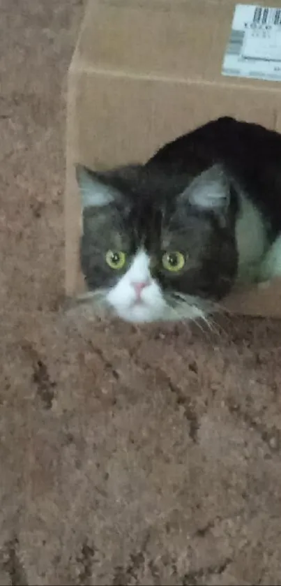 Cute cat peeking from a cardboard box on a brown carpet.