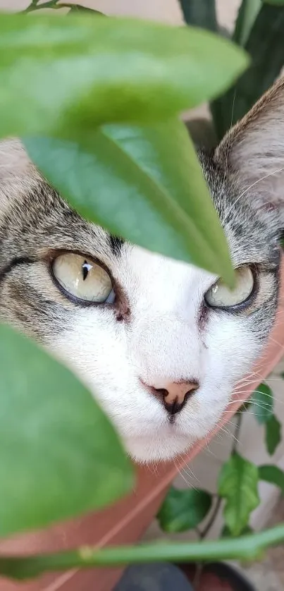 Cat peeping through green leaves, creating a captivating nature-themed wallpaper.