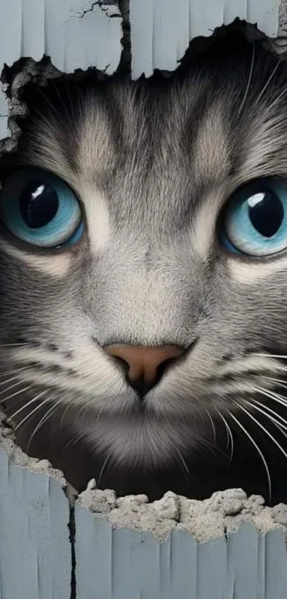 Gray cat with blue eyes peeks through broken wall.