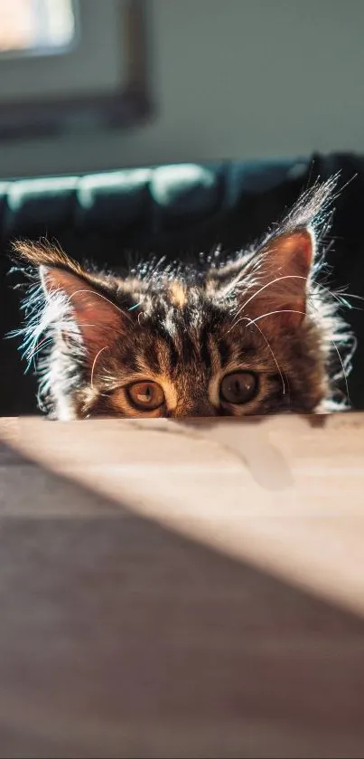 Curious cat peeking over table in natural light.