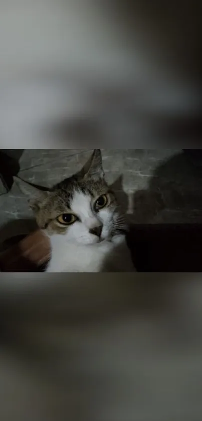 A cat's curious gaze captured at night with a dark, mysterious background.