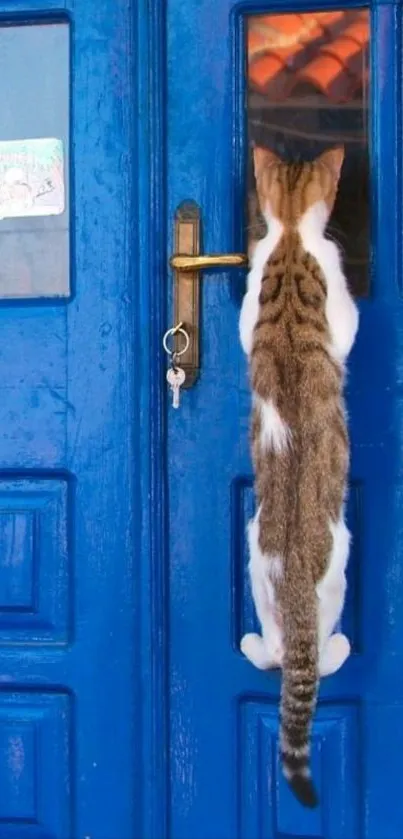 Curious cat climbing a blue door with playful curiosity.