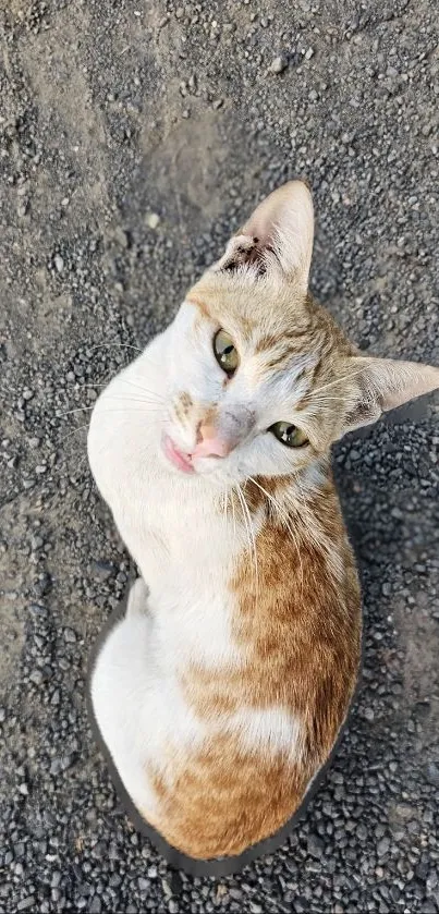 Curious cat sitting on a gravel path, looking up.