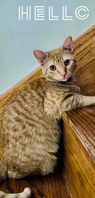 Adorable tabby cat resting on wooden stairs with 'Hello' text above.